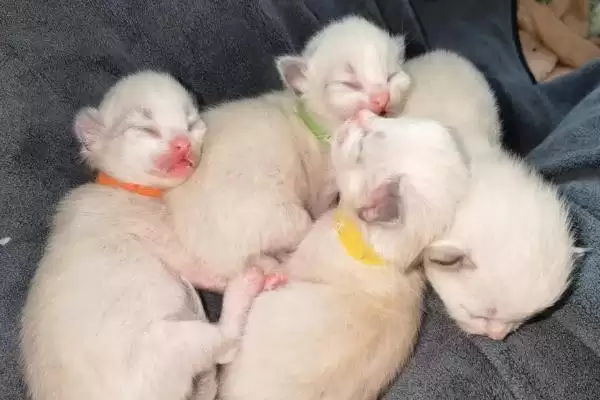 刚出生小猫死亡抢救 ,刚出生的小猫即将死亡如何进行抢救插图2