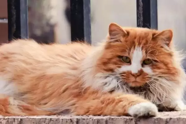 公猫绝育后乱拉乱尿原因 ,公猫绝育后乱拉乱尿是什么原因导致的插图1