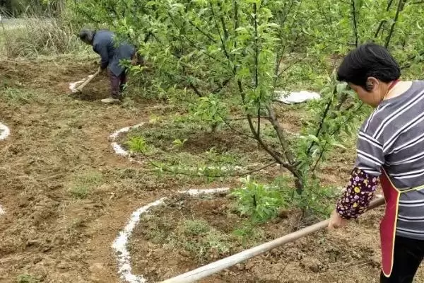 果树施肥有哪些实用技巧呢,果树施肥应根据树龄来合理进行吗插图1 果树施肥有哪些实用技巧呢,果树施肥应根据树龄来合理进行吗插图1