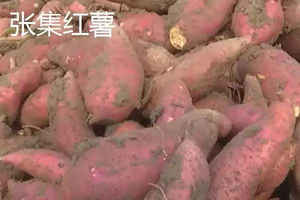 湖北老河口特产8种特产值得带走吗,湖北老河口有哪些值得带走的特产？插图5