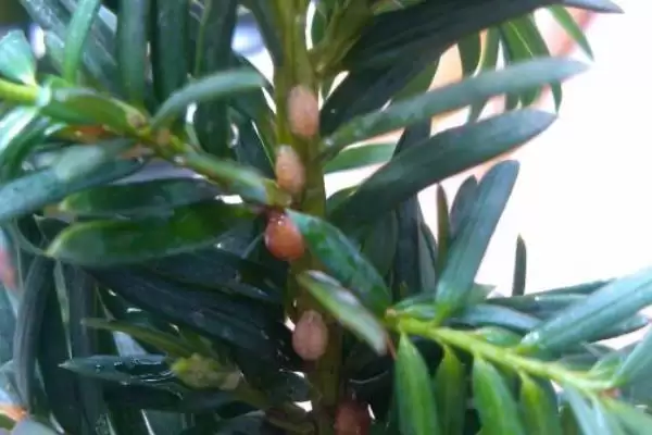 红豆杉的盆景养殖方法是啥,红豆杉盆景用稍大花盆种植来养殖吗插图9