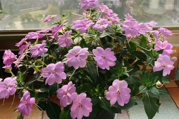 凤仙花品种类型 ,凤仙花常见的品种有哪些种插图4