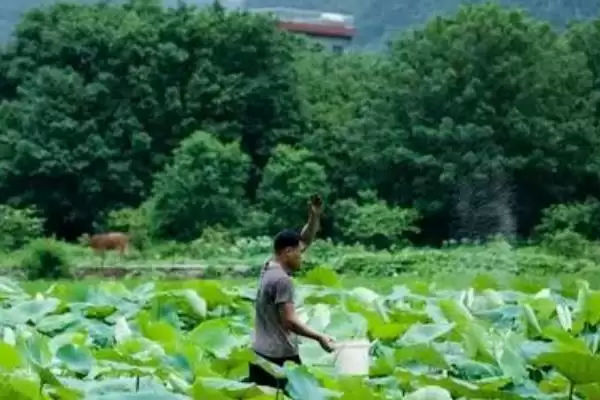 荷花有哪些特点和特性呢,荷花叶子形状为圆形盾状是其特点吗插图4