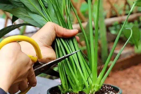 白掌的种植方法,白掌应如何进行种植插图6