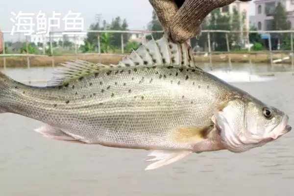 加州鲈海鲈问两者不是同品种,加州鲈鱼是不是海鲈鱼,判断准确吗?插图3 加州鲈海鲈问两者不是同品种,加州鲈鱼是不是海鲈鱼,判断准确吗?插图3