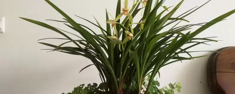 家庭兰花养殖复合化肥稀释浇,家庭兰花的养殖方法，施肥方式合适吗？-会东网