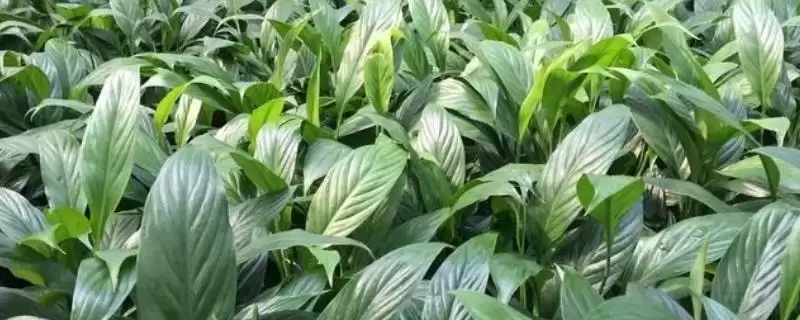 白掌的种植方法,白掌应如何进行种植-会东网
