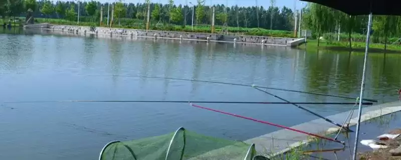 刮西北风适合选啥钓位,刮西北风时背风向阳、食物多处适合钓吗-会东网