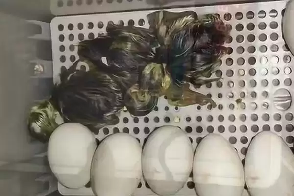 孵鹅蛋所需天数 ,孵鹅蛋一般需要多少天时插图1