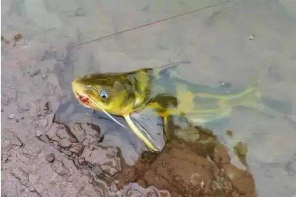 黄辣丁栖息地缓流多水草浅区,黄辣丁的栖息环境介绍，是这样的吗？插图3