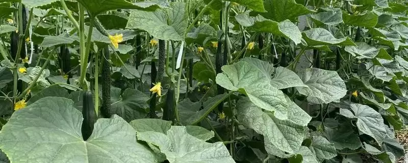 大棚黄瓜的种植方法和步骤是,大棚黄瓜怎么种植-会东网