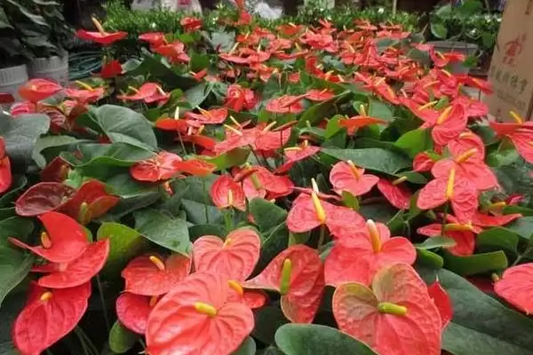 红掌有什么花语和象征意义,红掌代表燃烧的心、给予的热情等意义吗插图5 红掌有什么花语和象征意义,红掌代表燃烧的心、给予的热情等意义吗插图5