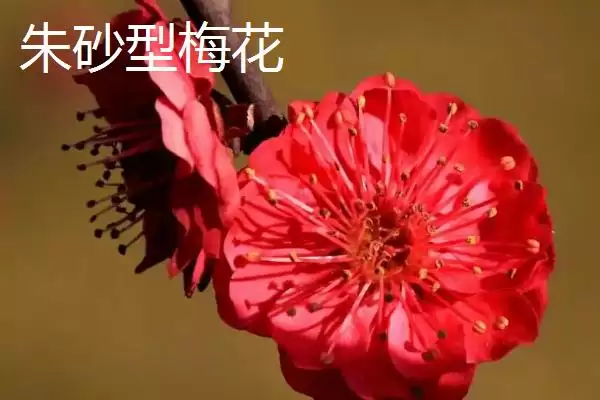 红梅的品种主要有哪些呢,红梅有较多品种且各自有什么特点呢插图7 红梅的品种主要有哪些呢,红梅有较多品种且各自有什么特点呢插图7