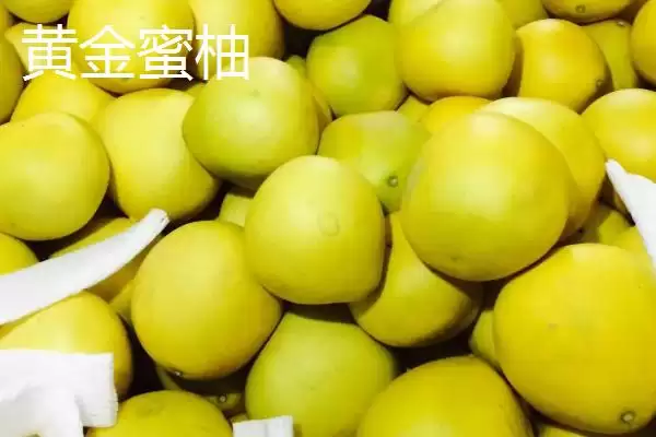 蜜柚对比问题红柚更美观口感佳,黄金蜜柚和红柚对比,差异在哪呢?插图2 蜜柚对比问题红柚更美观口感佳,黄金蜜柚和红柚对比,差异在哪呢?插图2