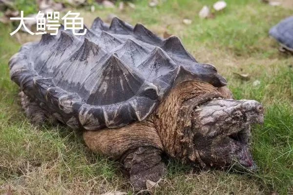 鳄龟的产生来源,鳄龟是不是鳄鱼和乌龟杂交产生的插图2