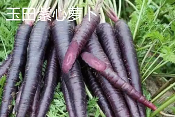 河北省安新县的特产是什么,白洋淀熏鱼是河北省安新县受喜爱特产吗插图14