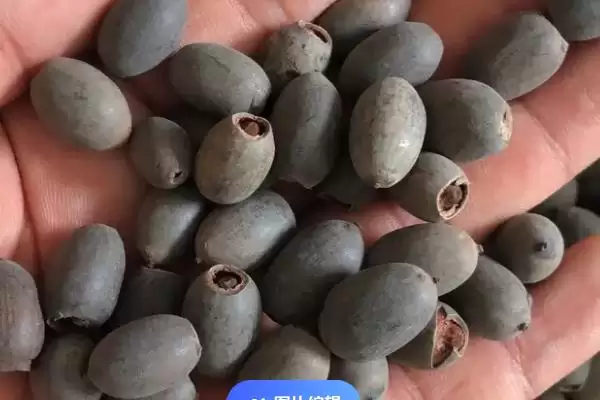 荷花种子如何进行种植呢,荷花种子可直接用塘泥进行养护种植吗插图2