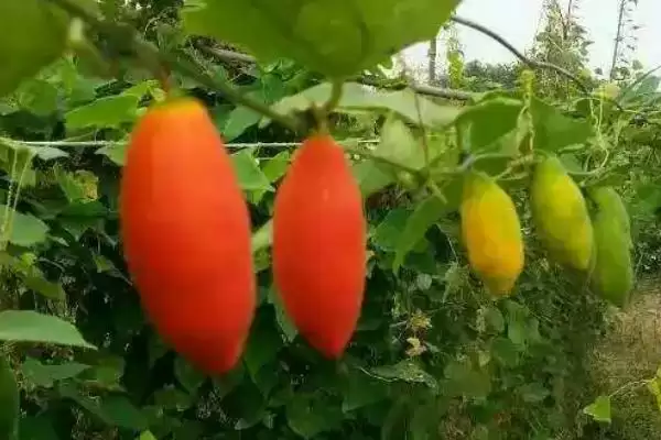 红香果的价格和种植前景,红香果一斤价格100元左右种植前景如何呢插图2