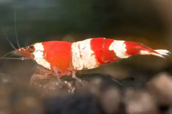 观赏虾应该怎样进行养殖,观赏虾养殖选酸碱度5-8的水源合适吗插图1