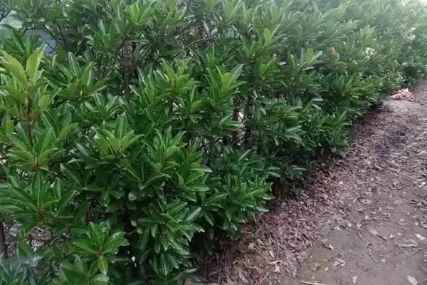 冬青树的价格影响因素,冬青树的价格受哪些因素条件的影响插图2 冬青树的价格影响因素,冬青树的价格受哪些因素条件的影响插图2
