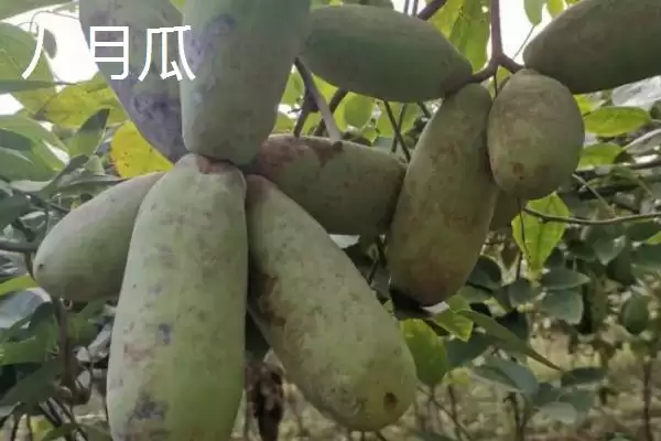 湖南张家界特产葛根粉为啥在当地出名,湖南张家界的特产葛根粉为何最为出名？插图4