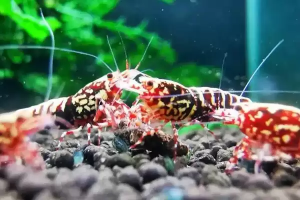 观赏虾应该怎样进行养殖,观赏虾养殖选酸碱度5-8的水源合适吗插图2
