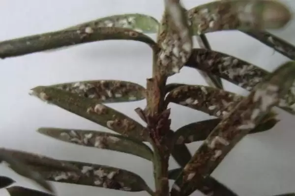 红豆杉的盆景养殖方法是啥,红豆杉盆景用稍大花盆种植来养殖吗插图8