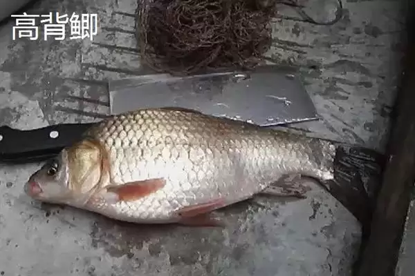 鲫鱼品种介绍土鲫高背鲫常见,鲫鱼的品种介绍，常见品种有这些？插图2