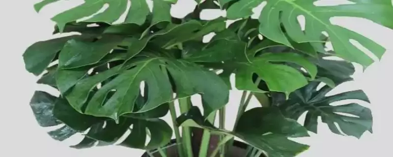 龟背竹叶子有黑斑是为何,龟背竹叶子黑斑因土壤带病菌或光照强吗-会东网