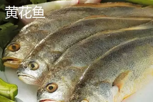 黄姑鱼产地问中日韩是主产地,黄姑鱼的产地，产地分布准确吗？插图3