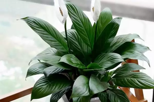 白掌的种植方法,白掌应如何进行种植插图4