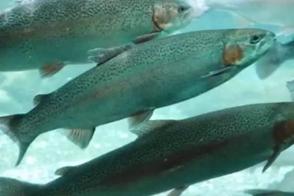 虹鳟鱼是什么种类的鱼呢,虹鳟鱼是重要的冷水性经济鱼种吗插图3