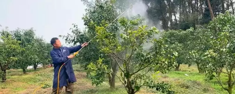 柑橘清园温度问题 ,柑橘清园是温度越低越好吗，为什-会东网