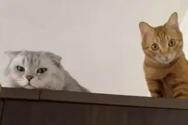 公猫打架处理方法措施 ,公猫打架应该怎么进行处理插图2