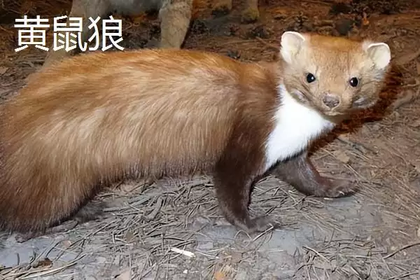 黄鼠狼咬鸡部位一般咬脖子吗,黄鼠狼咬鸡哪个部位，是这个部位吗？插图2