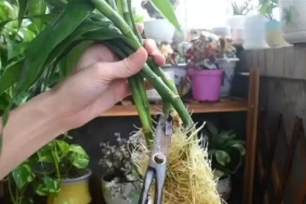 富贵竹修剪方法技巧 ,富贵竹的修剪有哪些方法和要插图4 富贵竹修剪方法技巧 ,富贵竹的修剪有哪些方法和要插图4