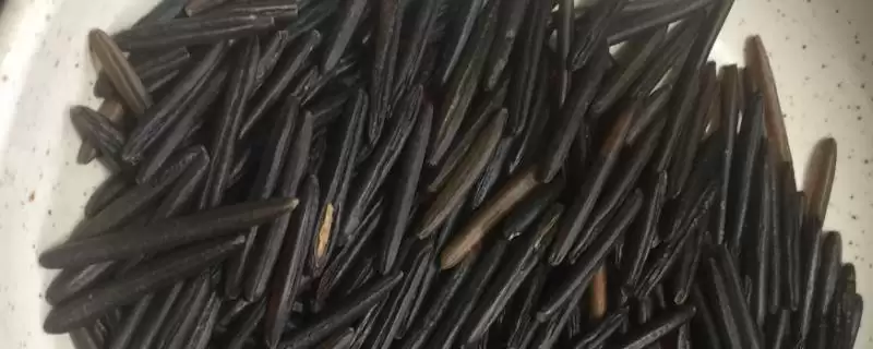 菰米的种植前景怎么样呢,菰米种植前景因地而异需谨慎种植吗-会东网