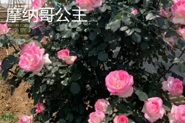 好养活的月季花有哪些品种,红双喜等是好养活的月季花品种吗插图11 好养活的月季花有哪些品种,红双喜等是好养活的月季花品种吗插图11