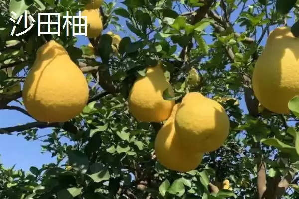 蜜柚对比问题红柚更美观口感佳,黄金蜜柚和红柚对比,差异在哪呢?插图5 蜜柚对比问题红柚更美观口感佳,黄金蜜柚和红柚对比,差异在哪呢?插图5