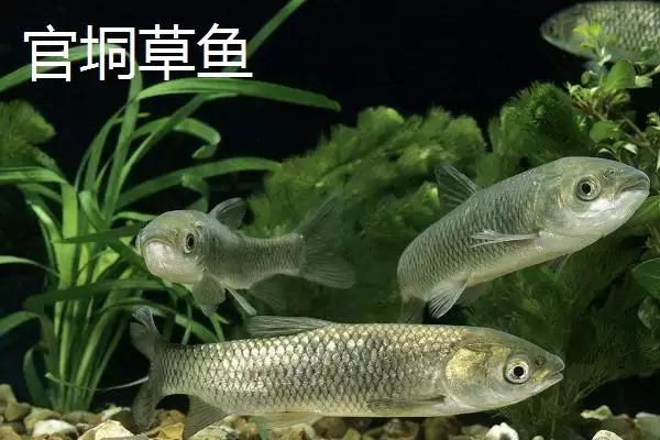 广西浦北县的特产有哪些呢,广西浦北县有“世界长寿之乡”称号有啥特产插图5