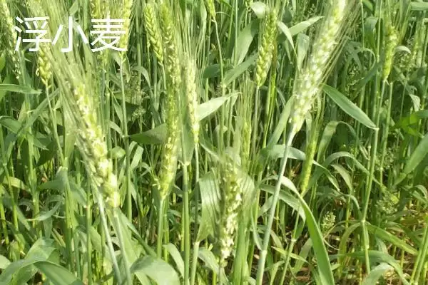 淮浮小麦区别产地泡水状态不同,淮小麦和浮小麦的区别，区别在哪呢？插图2