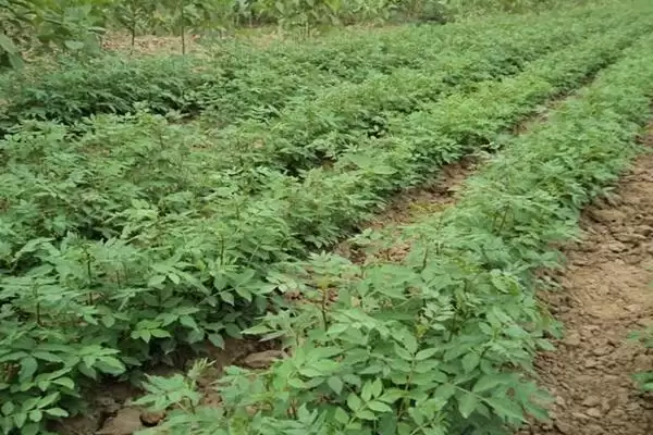 花椒育苗方法适当压土能加快出苗,花椒如何育苗,适当压土作用大吗?插图2 花椒育苗方法适当压土能加快出苗,花椒如何育苗,适当压土作用大吗?插图2