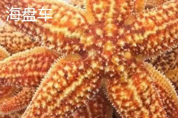 海星的产地主要在哪里呢,海星在北太平洋区域的种类数量最多吗插图2 海星的产地主要在哪里呢,海星在北太平洋区域的种类数量最多吗插图2