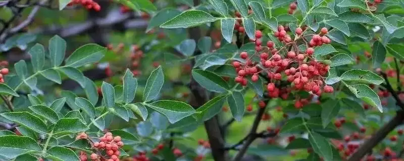 花椒育苗方法适当压土能加快出苗,花椒如何育苗,适当压土作用大吗?插图 花椒育苗方法适当压土能加快出苗,花椒如何育苗,适当压土作用大吗?插图