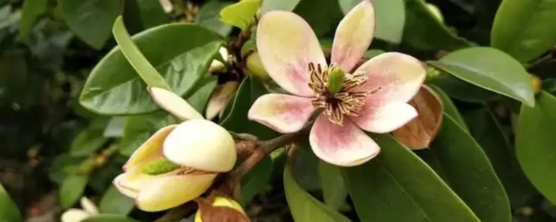 含笑花为什么会干枯呢,含笑花因高温暴晒、土壤板结等致干枯吗-会东网