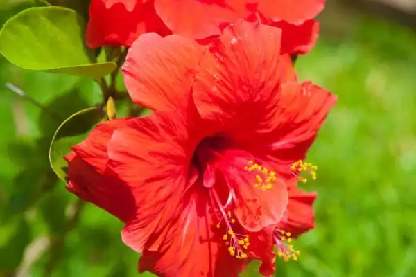 扶桑花别称名称 ,扶桑花还有哪些别的名称称插图1