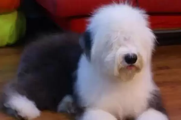 古牧犬的性格是怎样的呢,古牧犬性格比较淘气但很乐观吗插图3