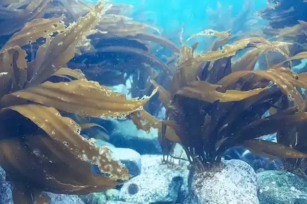 福建海带产地位置 ,福建海带的产地主要在哪些地插图1