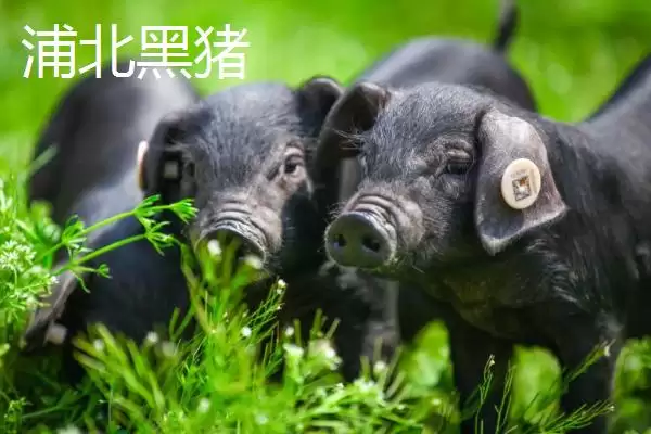 广西浦北县的特产有哪些呢,广西浦北县有“世界长寿之乡”称号有啥特产插图4
