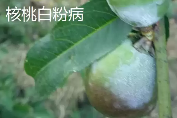 核桃常见病害怎么防治好呢,核桃常见病害需根据症状对症进行治疗吗插图1 核桃常见病害怎么防治好呢,核桃常见病害需根据症状对症进行治疗吗插图1